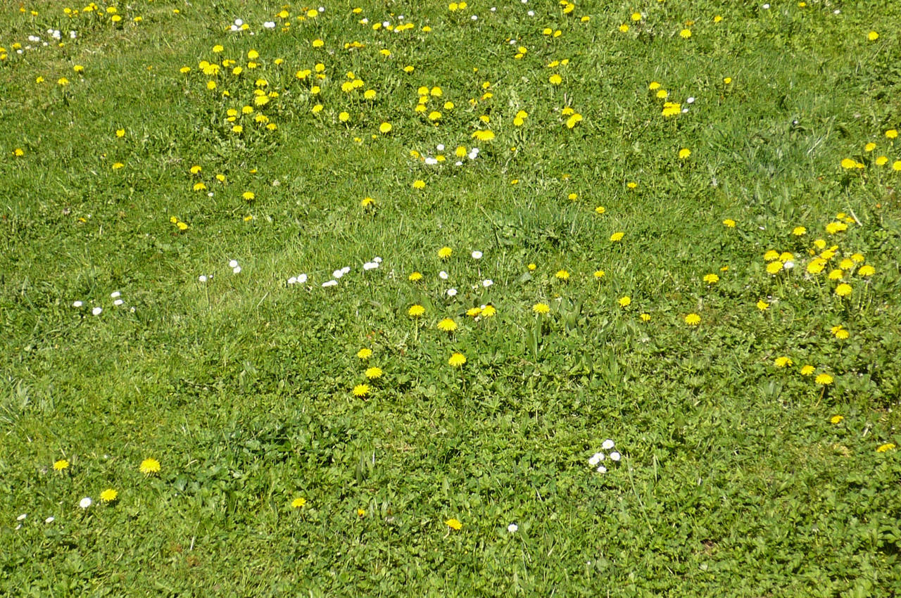 marguerites et pissenlits by nicolapin