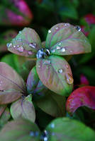 sincere rain drops by musicmonopoly