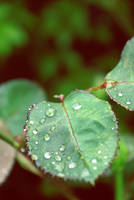 droplets by musicmonopoly