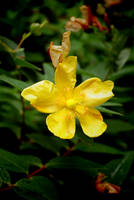 yellow and green by musicmonopoly