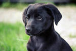 Puppy III. by Tigina