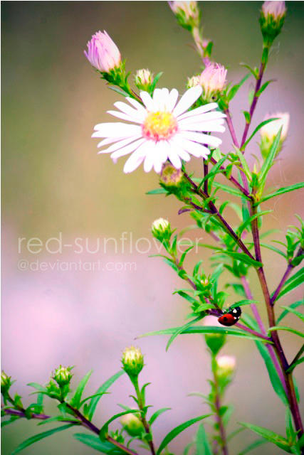 Oakwood II. by red-sunflower