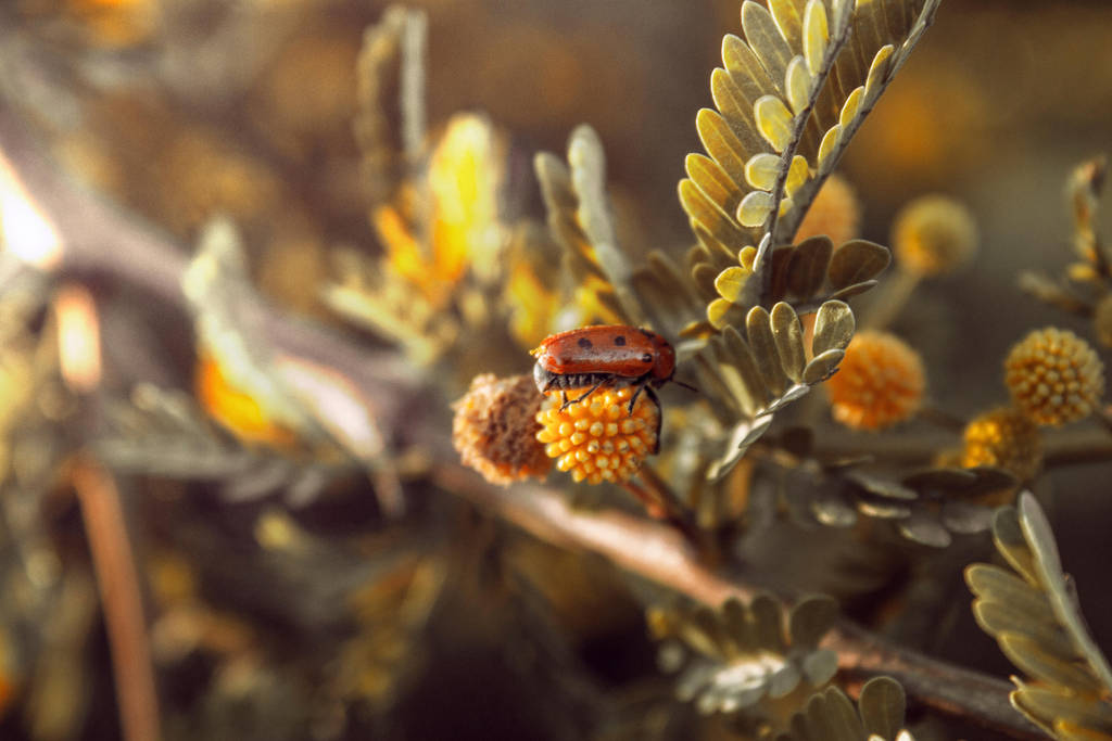 beautiful ladybug by KhaledReese