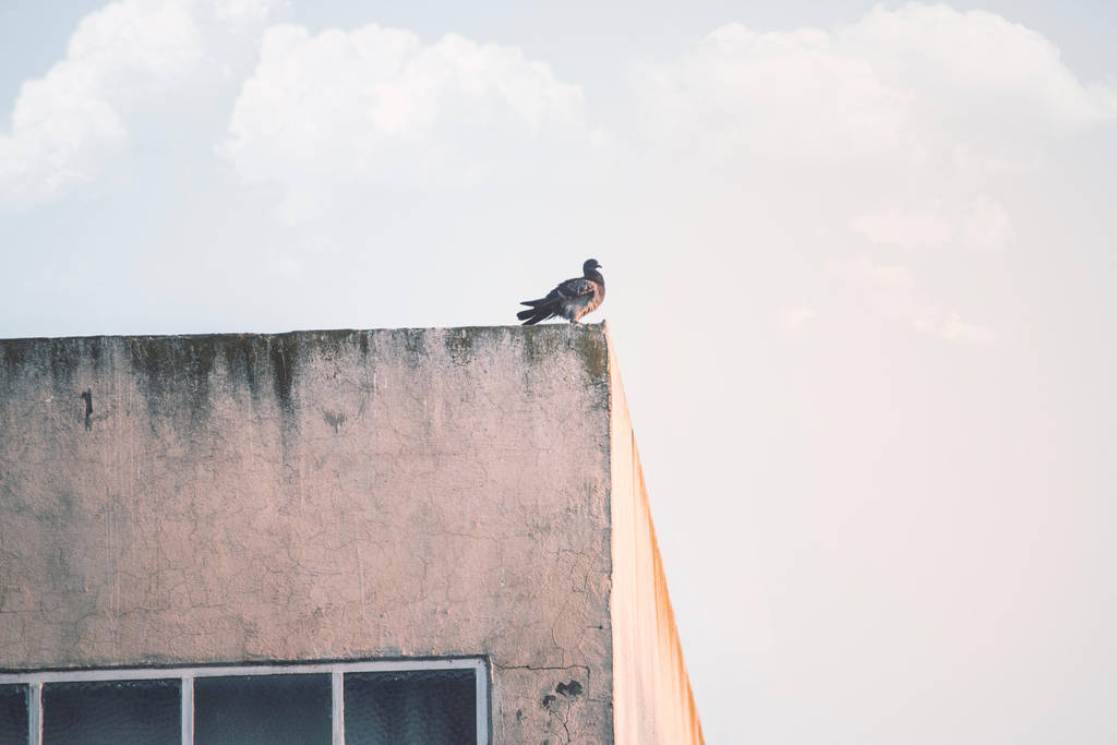 Pigeon by KhaledReese