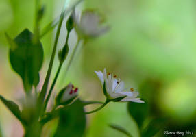 White 27 by ThereseBorg