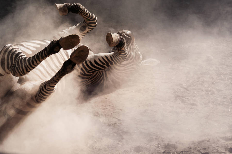 Zebre by Vrogdish