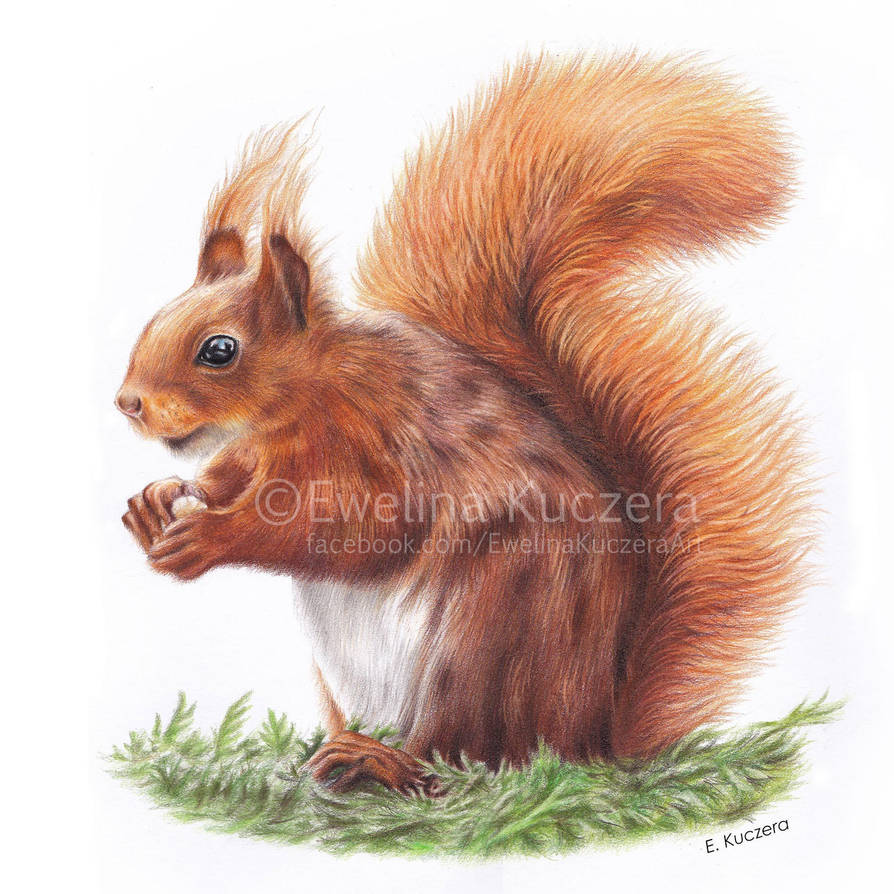 Squirrel drawing by Kot-Filemon Squirrel drawing by Kot-Filemon