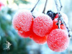 The Red Crystals by Tap-Photo-and-Co