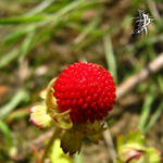 www dot Berry dot com by Tap-Photo-and-Co