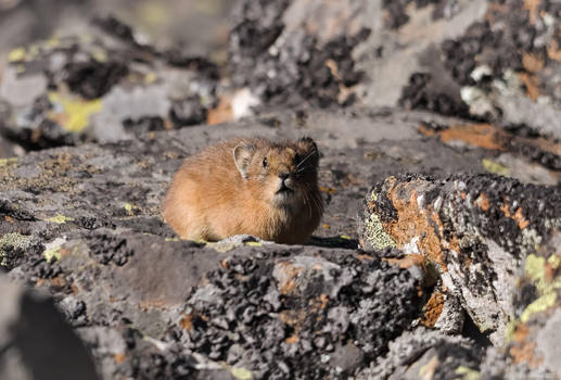 ochotona Explore ochotona on DeviantArt