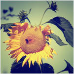 Natures Revival 061 by Frank-Beer