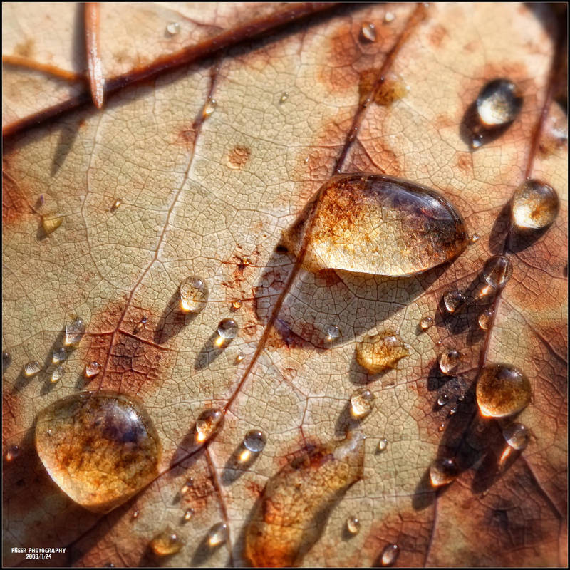 Wayside Finds 099 by Frank-Beer