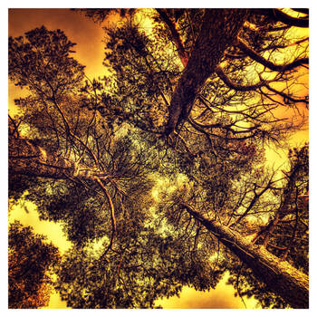 Timber Trinity by wchild