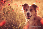 Red by Fiorildi