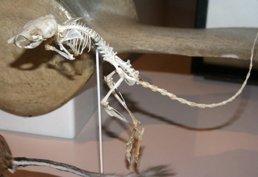 Denver Museum Rodent Skeleton 346 by Falln-Stock