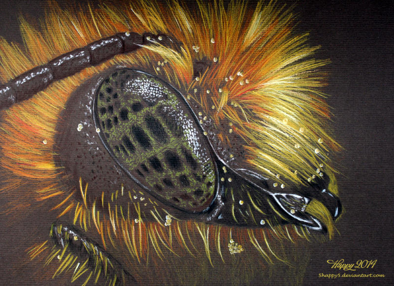 Mason Bee by blue5dragons