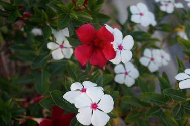 Fused Flowers by bumbles69