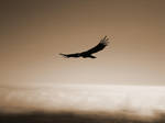 Condor by alternative-beauty