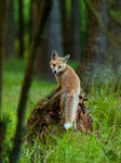 Little fox by Konakira