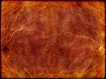 Veins iii by struckdumb