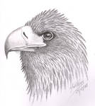 Steller's Sea Eagle by DragonsDust