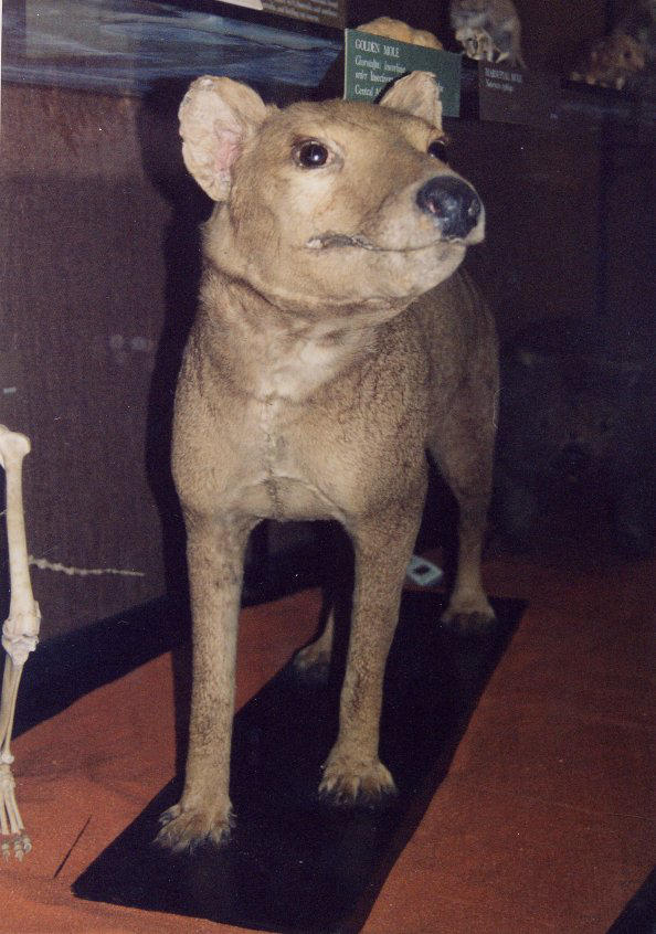 Rothschild Thylacine Front by thylobscene
