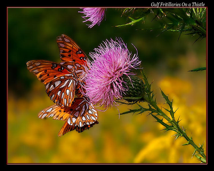 Gulf Fritillaries on a Thistle by boron