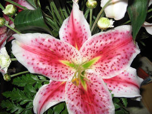 star gazer lily 3 by huggskf star gazer lily 3 by huggskf