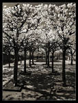 Follow the Path by hquer