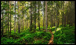 Forest Path by hquer