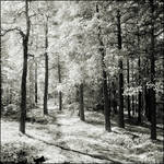 Magic Forest IR by hquer