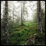 Into the Fog by hquer