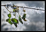 Frozen Life by hquer