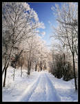 Winter Walk by hquer