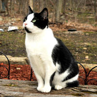 The Queen by VisualModality