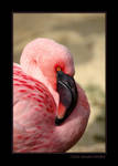 Dream in Pink 2 by grugster Dream in Pink 2 by grugster