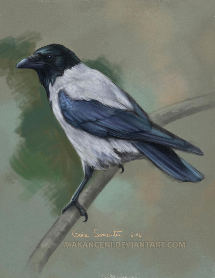 Hooded Crow by makangeni