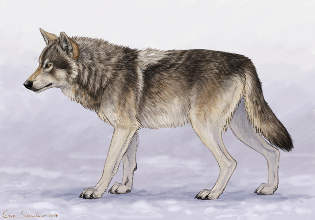Gray Wolf by makangeni on DeviantArt