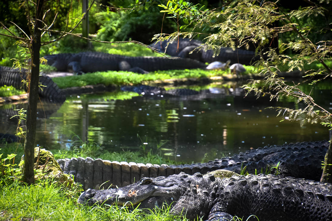 Busch Gardens Tampa Fl By Drouell On Deviantart