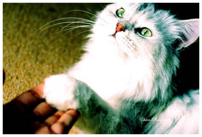 Great Baby by Ehsan84