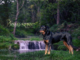 Beauceron by Jaya by concoursehp