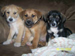 Cutest Pic of puppies ever by DiamondHearts