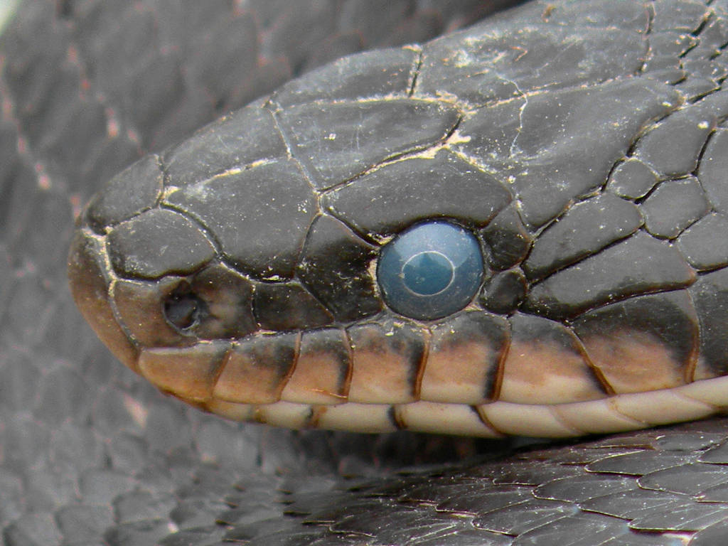 Snake Eye 2 by SBricker