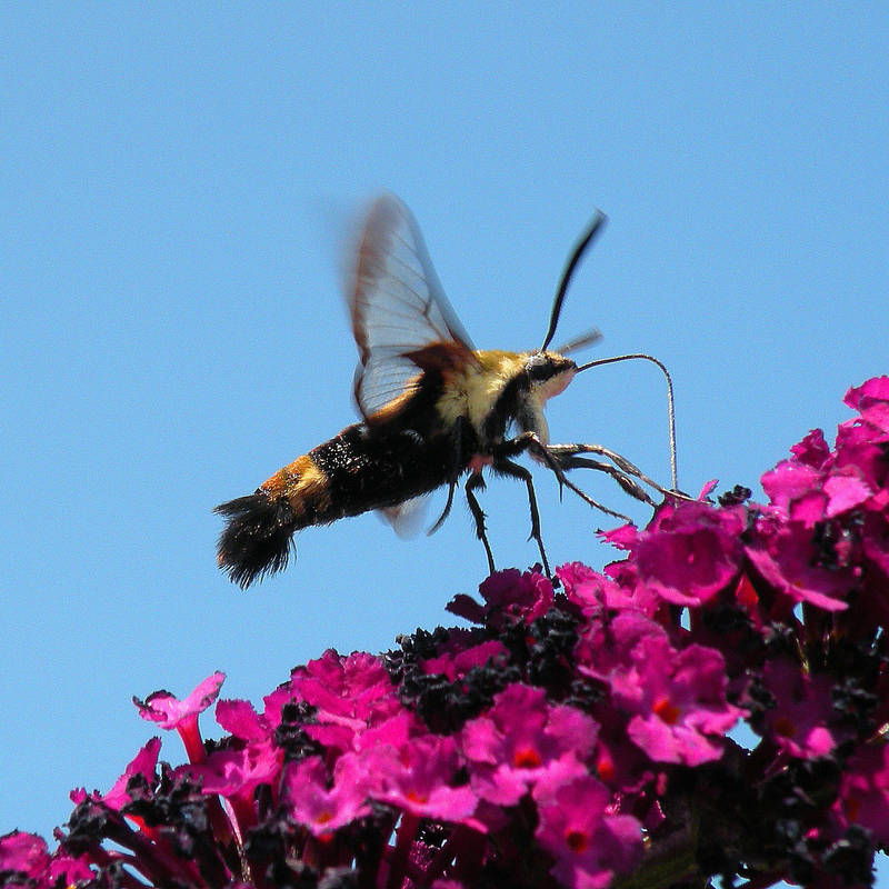 'Snowberry Clearwing Moth' by SBricker