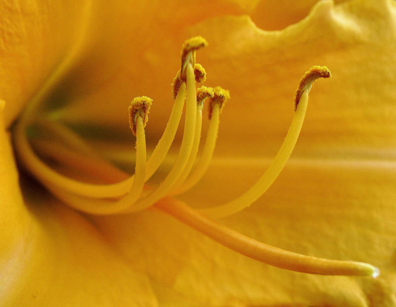 'Anticipation, In Yellow' by SBricker