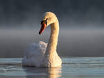 Swan in morning fog by PhotoDragonBird
