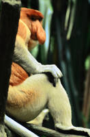 Proboscis Monkey by Monkey-of-the-Dark