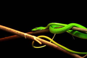 Living Painting by Monkey-of-the-Dark