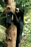 Hungry Sun Bear by Monkey-of-the-Dark