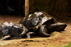 Giant Turtles by Monkey-of-the-Dark